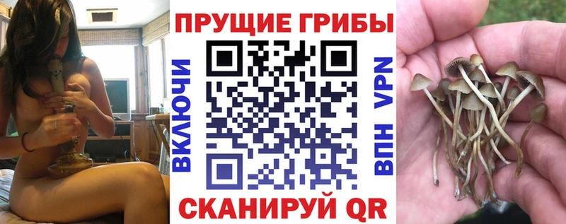 Купить  Заводоуковск  Псилоцибиновые грибы Psilocybine cubensis 